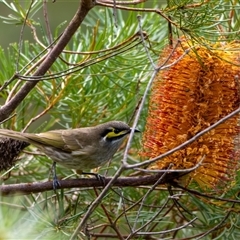 Caligavis chrysops (Yellow-faced Honeyeater) at Bargo, NSW - Yesterday by Snows