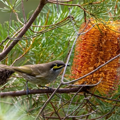 Caligavis chrysops (Yellow-faced Honeyeater) at Bargo, NSW - Yesterday by Snows