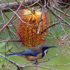 Acanthorhynchus tenuirostris (Eastern Spinebill) at Bargo, NSW - Yesterday by Snows