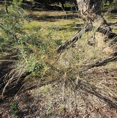 Austrostipa verticillata (Slender Bamboo Grass) at Ainslie, ACT - Yesterday by HarleyB