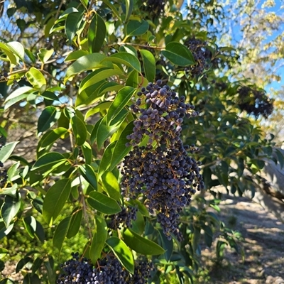 Ligustrum lucidum (Large-leaved Privet) at Symonston, ACT - Yesterday by Mike