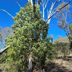 Brachychiton populneus subsp. populneus (Kurrajong) at Symonston, ACT - Today by Mike