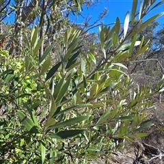 Olea europaea subsp. cuspidata (African Olive) at Symonston, ACT - Yesterday by Mike