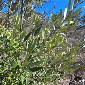 Olea europaea subsp. cuspidata (African Olive) at Symonston, ACT - Today by Mike