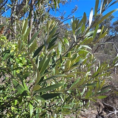 Olea europaea subsp. cuspidata (African Olive) at Symonston, ACT - Yesterday by Mike