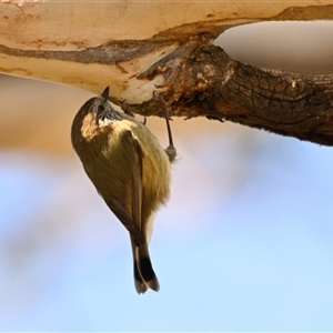 Unverified Bird at Strathnairn, ACT - Today by Thurstan