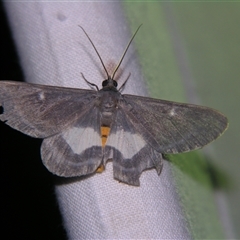 Unverified Geometer moth (Geometridae) at Wooroonooran, QLD - 22 Oct 2008 by PJH123