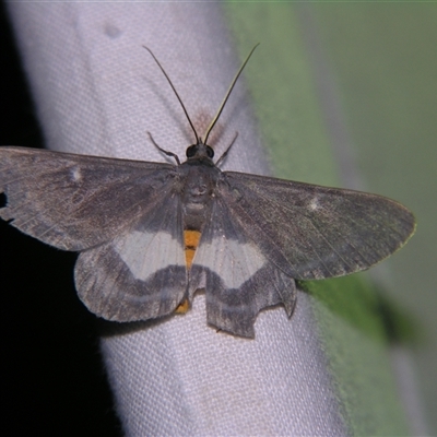 Unverified Geometer moth (Geometridae) at Wooroonooran, QLD - 22 Oct 2008 by PJH123