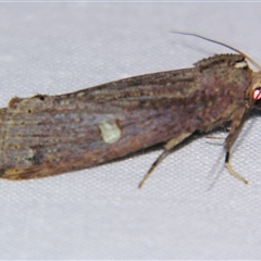 Ortholomia moluccana (A Noctuid moth (Notodontidae)) at Wooroonooran, QLD - 22 Oct 2008 by PJH123
