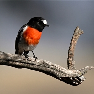 Petroica boodang at Strathnairn, ACT - Today by Thurstan