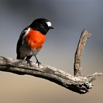 Petroica boodang (Scarlet Robin) at Strathnairn, ACT - Yesterday by Thurstan