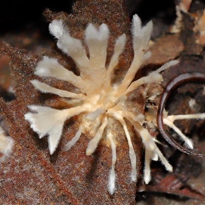 Unverified Clubs/stalks on wood or on leaf/twig litter at Paddys River, ACT - 1 May 2025 by TimL