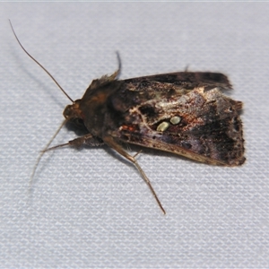 Unverified Noctuoid moth (except Arctiinae) at Wooroonooran, QLD - 22 Oct 2008 by PJH123