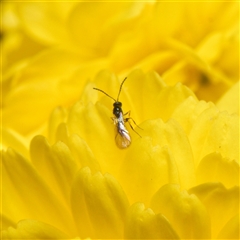 Figitidae (Family) at Downer, ACT - Yesterday by RobertD