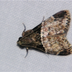 Unverified Pyralid or Snout Moth (Pyralidae & Crambidae) at Wooroonooran, QLD - 22 Oct 2008 by PJH123