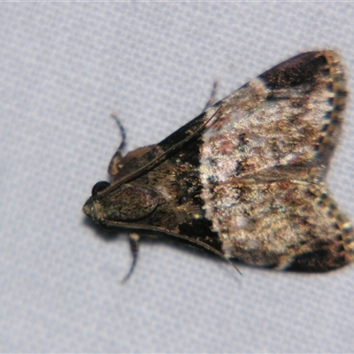 Unverified Pyralid or Snout Moth (Pyralidae & Crambidae) at Wooroonooran, QLD - 22 Oct 2008 by PJH123
