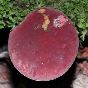 Unverified Bolete - Fleshy texture, stem central (more-or-less) at Paddys River, ACT - Yesterday by TimL