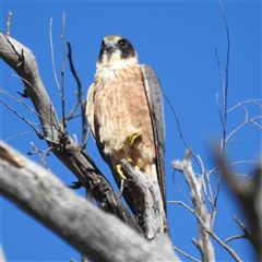 Falco longipennis (Australian Hobby) at Kambah, ACT - Yesterday by HelenCross