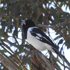 Cracticus nigrogularis (Pied Butcherbird) at Kambah, ACT - Yesterday by HelenCross