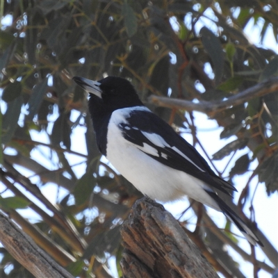 Cracticus nigrogularis (Pied Butcherbird) at Kambah, ACT - Yesterday by HelenCross