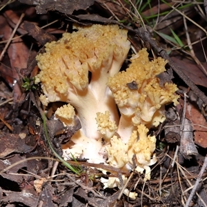 Unverified Coralloid fungus, markedly branched at Paddys River, ACT - Yesterday by TimL