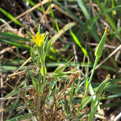 Tragopogon dubius (Goatsbeard) at O'Malley, ACT - Yesterday by Mike