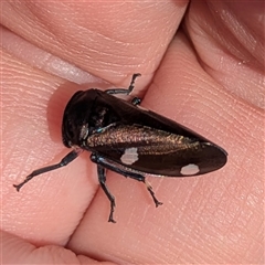 Eurymela distincta (Gumtree leafhopper) at Kambah, ACT - Yesterday by HelenCross