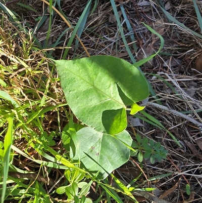 Araujia sericifera (Moth Plant) at O'Malley, ACT - Yesterday by Mike