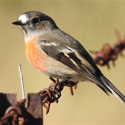 Petroica boodang (Scarlet Robin) at Kambah, ACT - Yesterday by HelenCross
