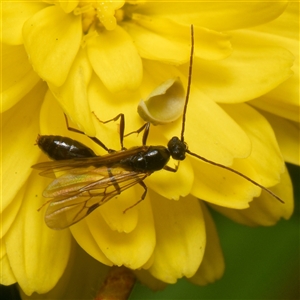 Unverified Wasp (Hymenoptera, Apocrita) at Downer, ACT - Today by RobertD
