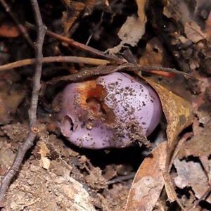 Unverified Cap on a stem; gills below cap [mushrooms or mushroom-like] at Paddys River, ACT - Yesterday by TimL