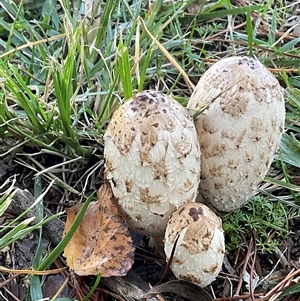 Unverified Cap on a stem; gills below cap [mushrooms or mushroom-like] at Yarralumla, ACT - Today by Jennybach