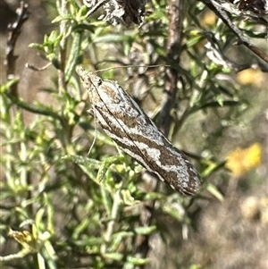 Technitis technitis at Hackett, ACT - 28 Apr 2025 by Pirom