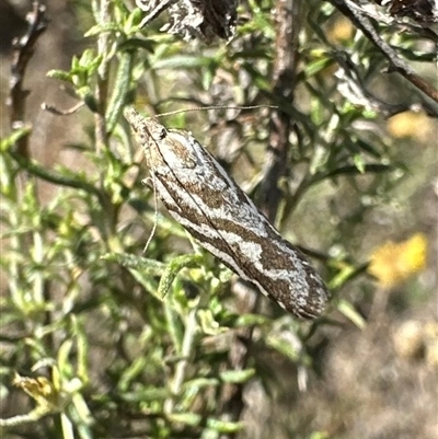 Technitis technitis (Tortricinae) at Hackett, ACT - 28 Apr 2025 by Pirom