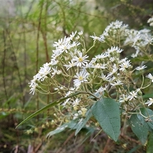 Olearia lirata (Snowy Daisybush) at Nethercote, NSW - 12 Sep 2024 by dzungumurungu