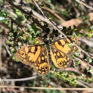 Oreixenica lathoniella at Monga, NSW - Today by clarehoneydove