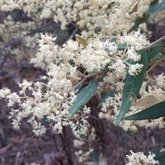 Pomaderris ligustrina (Privet Pomaderris) at Nethercote, NSW - 12 Sep 2024 by dzungumurungu