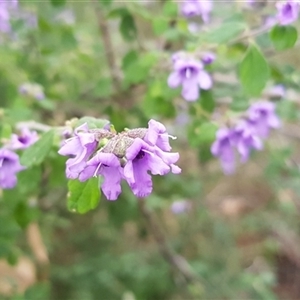 Prostanthera incana at Nethercote, NSW - 12 Sep 2024 by dzungumurungu
