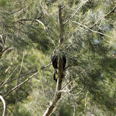 Zanda funerea at Fyshwick, ACT - 11 Dec 2022 by JimL