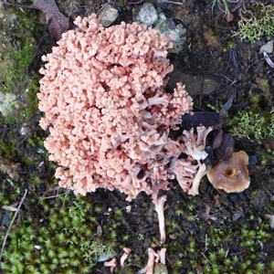 Unverified Coralloid fungus, markedly branched at Neika, TAS - Today by VanessaC