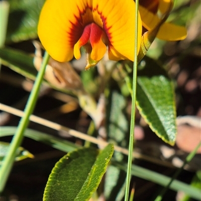 Mirbelia platylobioides (Large-flowered Mirbelia) at Monga, NSW - Yesterday by clarehoneydove