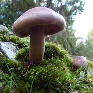 Unverified Cap on a stem; gills below cap [mushrooms or mushroom-like] at Neika, TAS - Today by VanessaC
