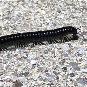 Ommatoiulus moreleti at Holt, ACT - 16 Apr 2025 by JimL