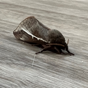 Unverified Moth (Lepidoptera) at Aranda, ACT - Yesterday by JimL