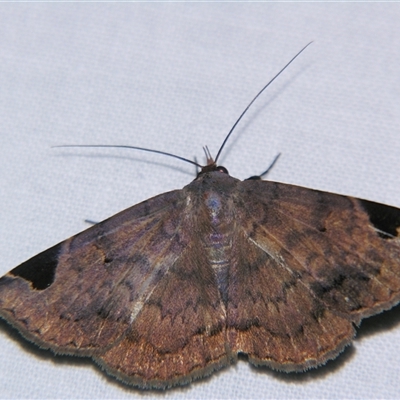 Mecodina praecipua (Erebinae) at Wooroonooran, QLD - 22 Oct 2008 by PJH123