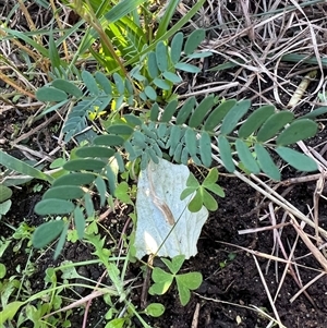 Indigofera australis subsp. australis by Untidy