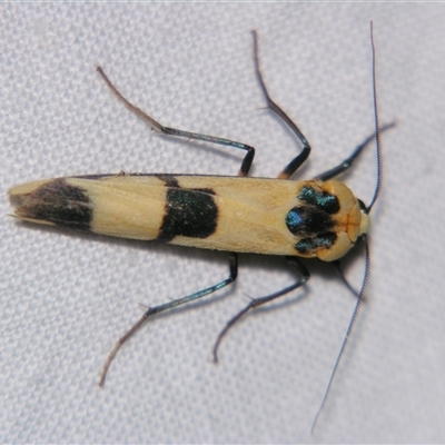 Unverified Tiger moth (Arctiinae) at Wooroonooran, QLD - 22 Oct 2008 by PJH123