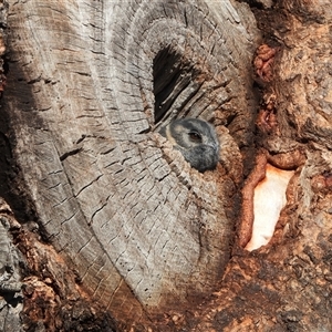 Aegotheles cristatus at Chapman, ACT - Today by LineMarie