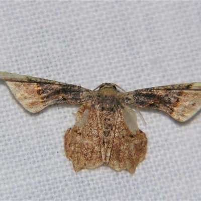 Unverified Other moth at Wooroonooran, QLD - 22 Oct 2008 by PJH123