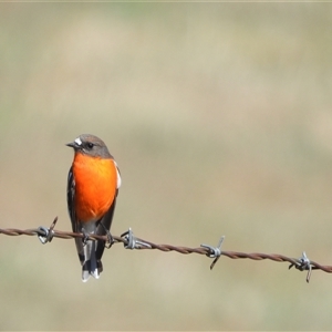 Petroica phoenicea at Chapman, ACT - Today by LineMarie